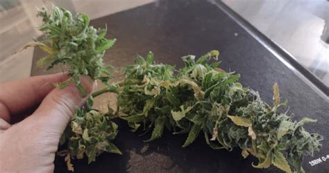 Avoid airy and loose marijuana buds